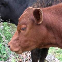 Red-Heifer-YouTube1-300x300